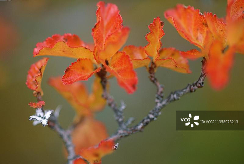阿根廷冰川国家公园的南方山毛榉秋叶图片素材