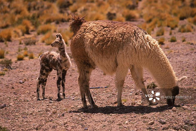 美洲驼，带着幼崽的雌性，阿塔卡马盐湖，智利，南美洲图片素材