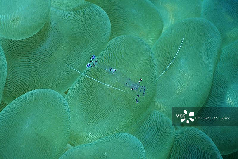 印度尼西亚蓝碧海峡的 Periclimenes 虾图片素材