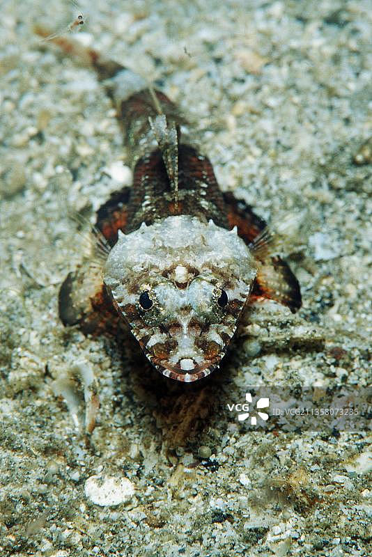 印度尼西亚蓝碧海峡的平头鱼图片素材