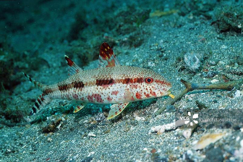 印尼蓝碧海峡须鳗图片素材