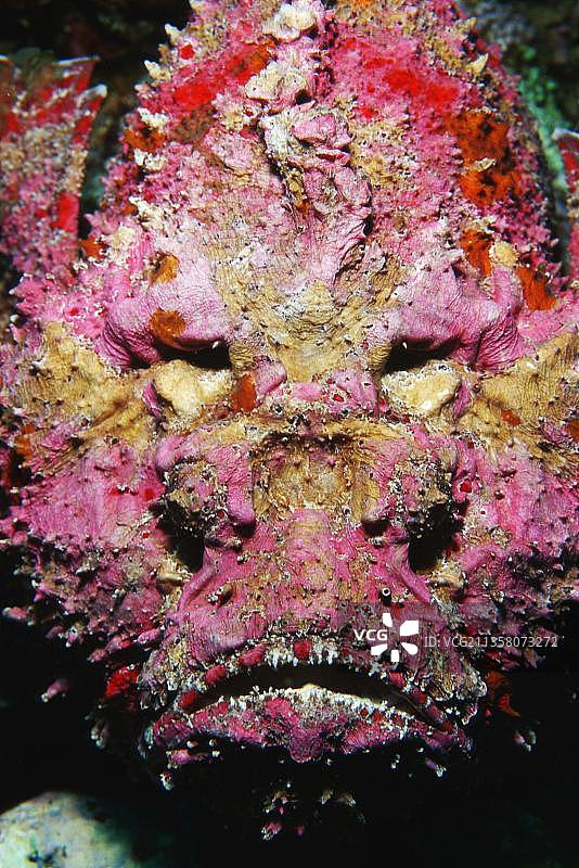 石头鱼，印度尼西亚，疣Synanceia，亚洲图片素材