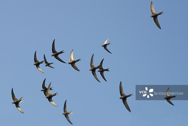 希腊的雨燕图片素材