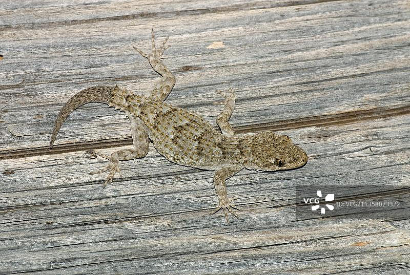 欧洲裸指壁虎，希腊伯罗奔尼撒图片素材