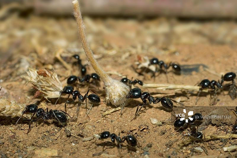 希腊收割蚁图片素材