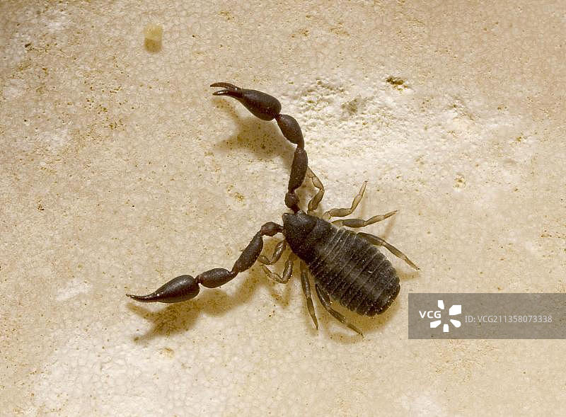 书蝎（Chelifer cancroides），伯罗奔尼撒，希腊图片素材