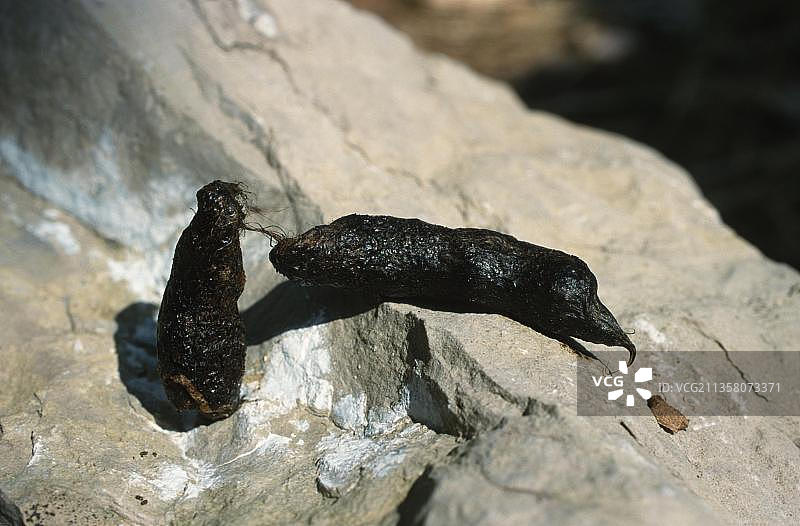 红狐的排泄物图片素材