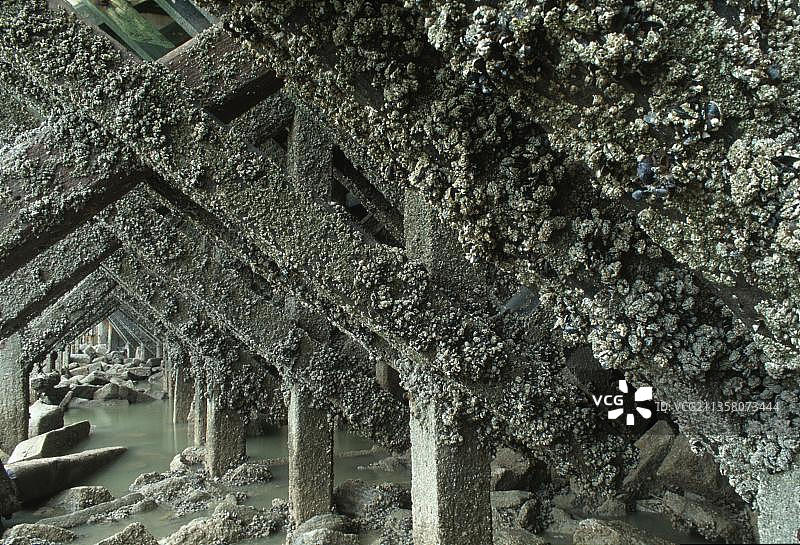 奥斯滕德海港防波堤上的藤壶图片素材