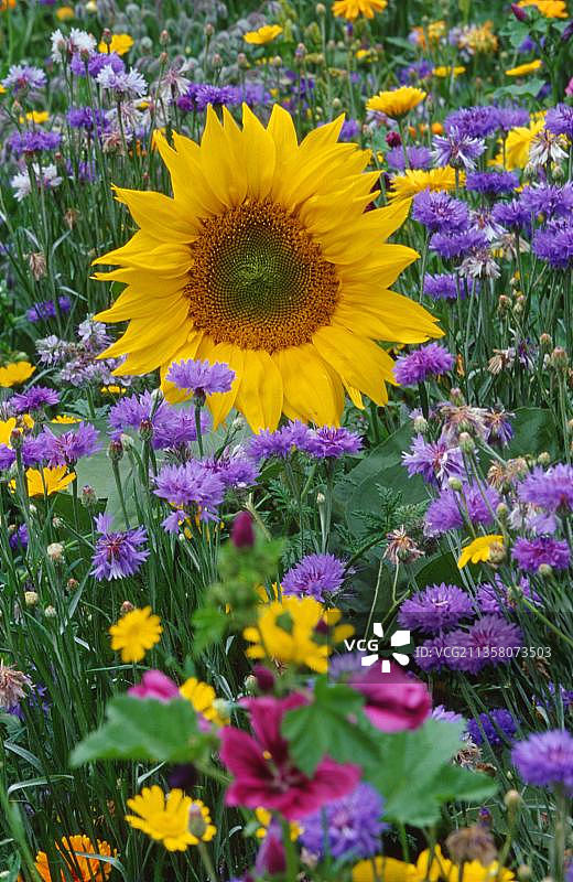 向日葵和矢车菊的花坛图片素材