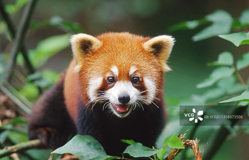 小熊猫图片素材