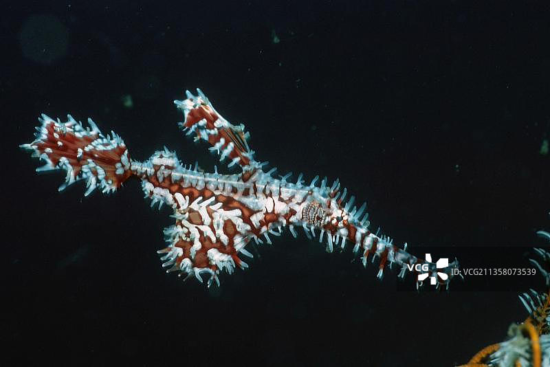 印度尼西亚蓝碧海峡的丑角幽灵海龙图片素材