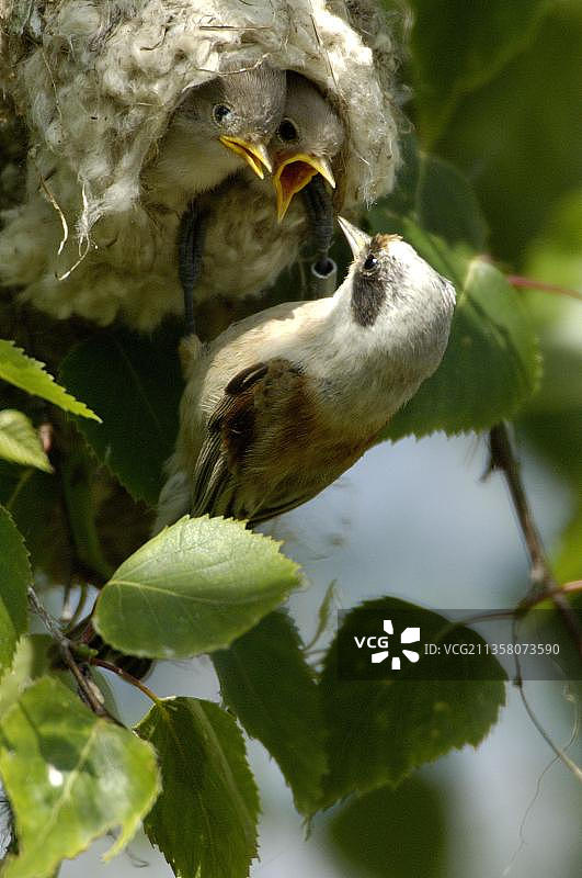 欧亚攀雀喂养雏鸟，德国黑森州图片素材