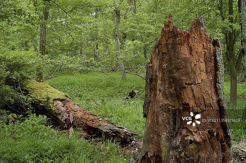 德国黑森州森林中的枯橡木图片素材