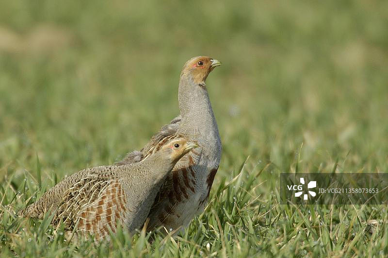 灰山鹑（Perdix perdix），一对，黑森州，德国，欧洲图片素材