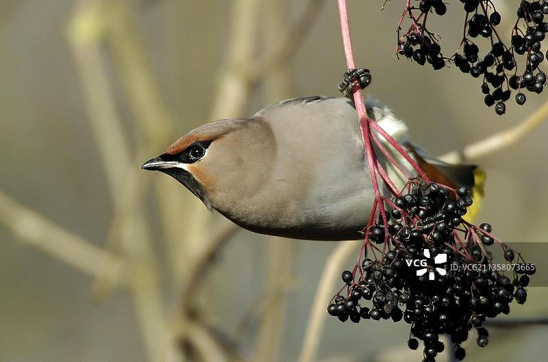 太平鸟（Bombycilla garrulus），德国黑森州，欧洲图片素材