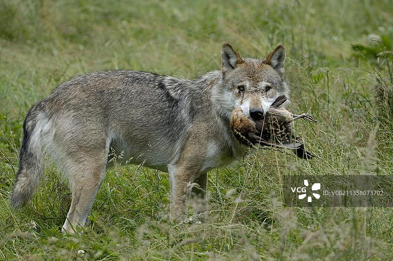 捕获猎物的灰狼图片素材