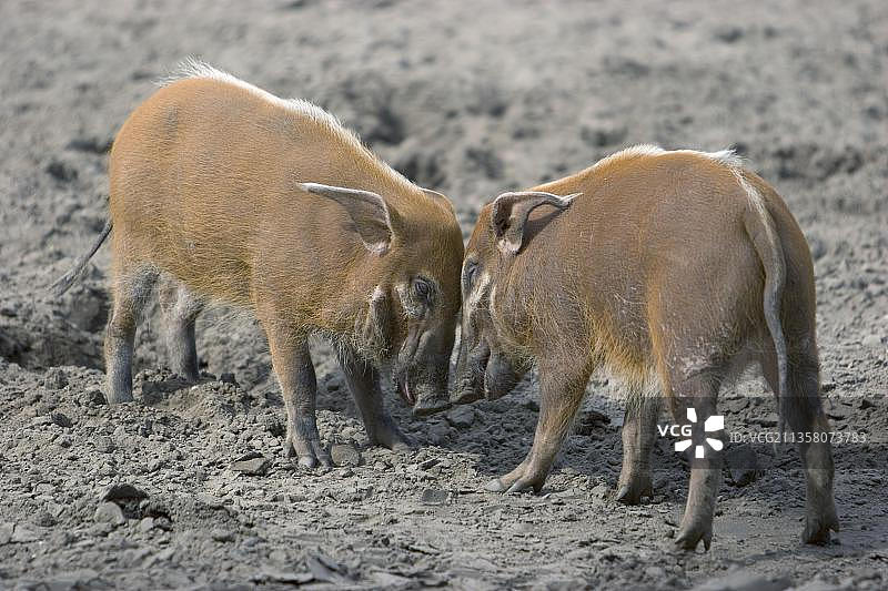 红河猪，红河猪图片素材
