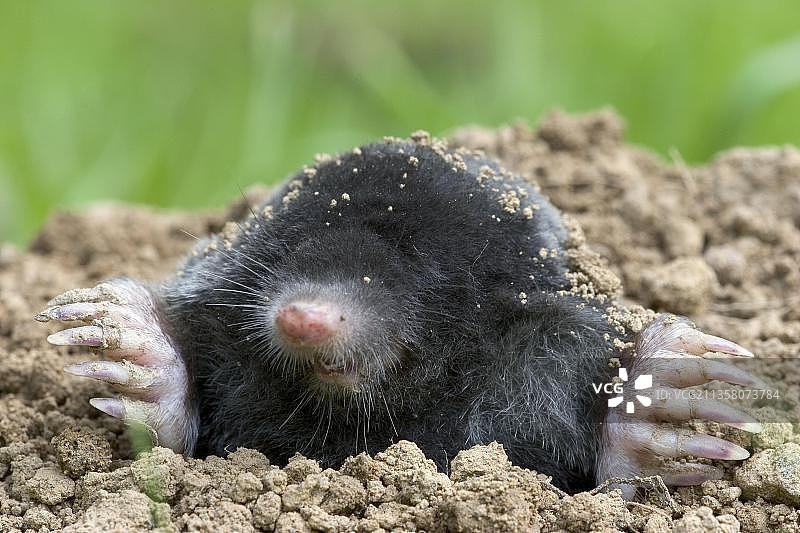 欧洲鼹鼠图片素材