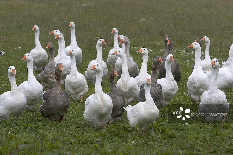 散养家鹅图片素材