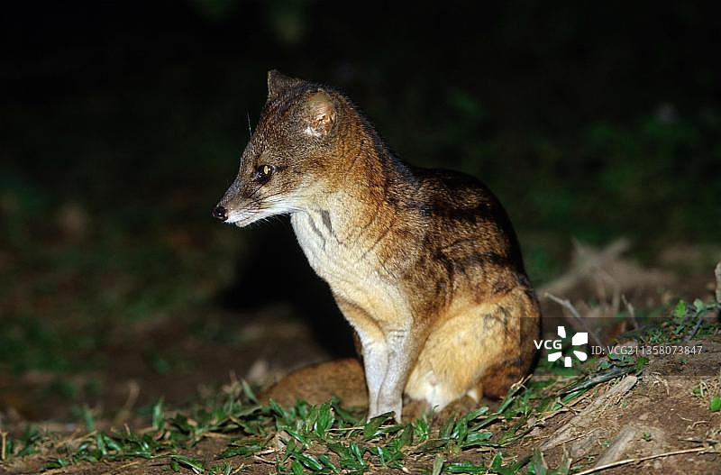 非洲马达加斯加的马岛灵猫图片素材