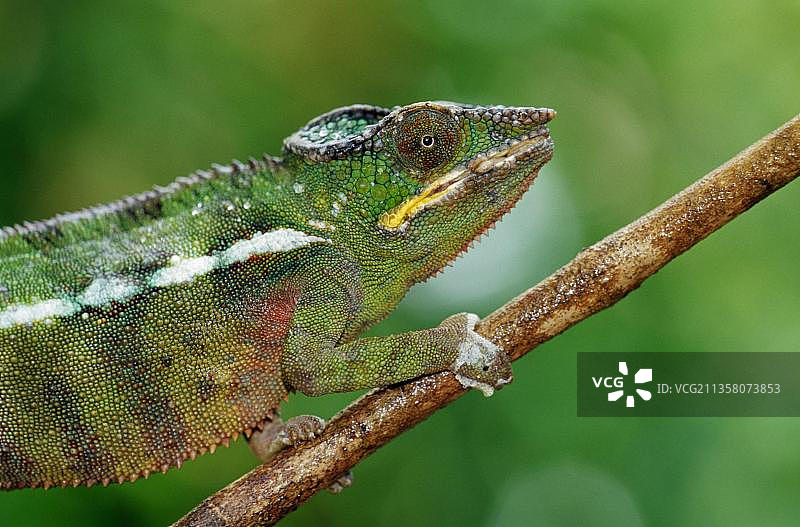 威氏树冠变色龙(Furcifer willsii)，侧面，马达加斯加，非洲图片素材