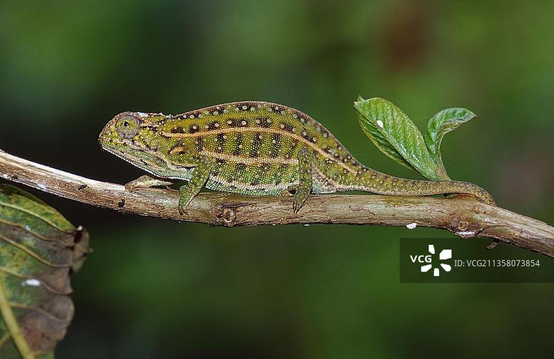 地毯变色龙图片素材