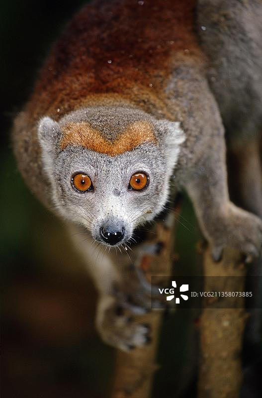 冕狐猴，马达加斯加，非洲图片素材