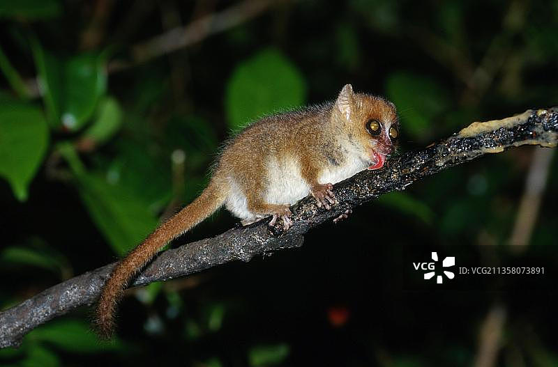 灰色小鼠狐猴（Microcebus murinus），马达加斯加，非洲图片素材