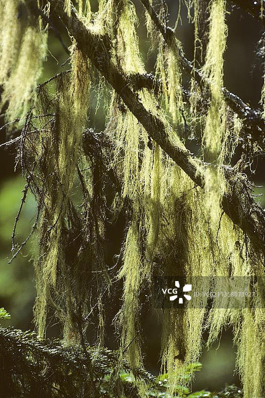 欧洲芬兰的普通女巫头发图片素材