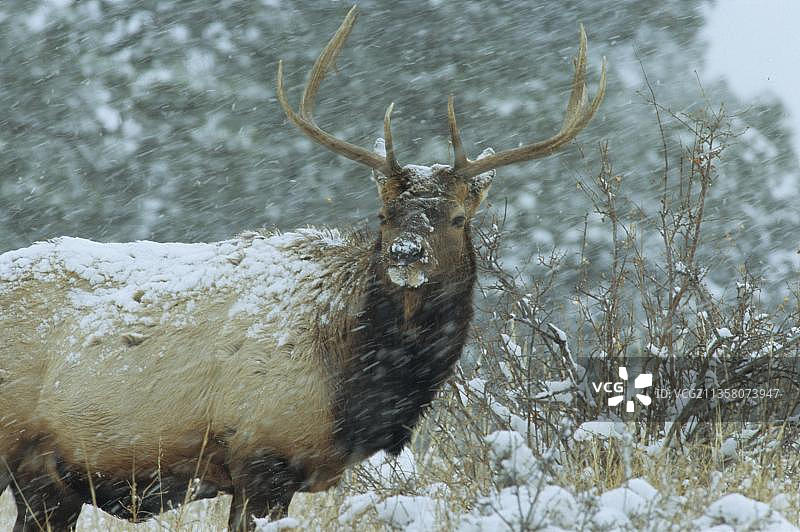 洛基山国家公园雪中雄性马鹿图片素材