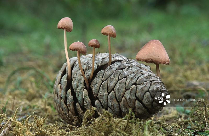 比利时欧洲球果上的鼠尾菌图片素材