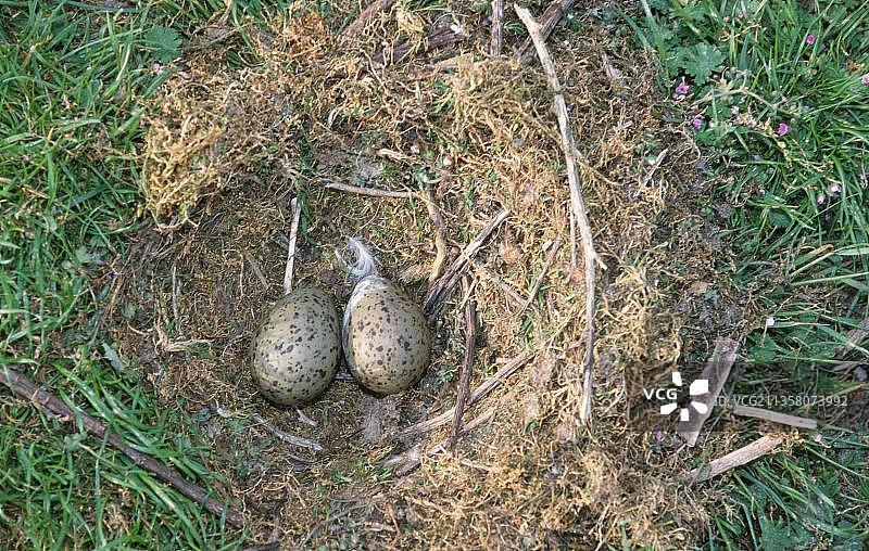 黑背鸥巢中的鸟卵，欧洲比利时图片素材
