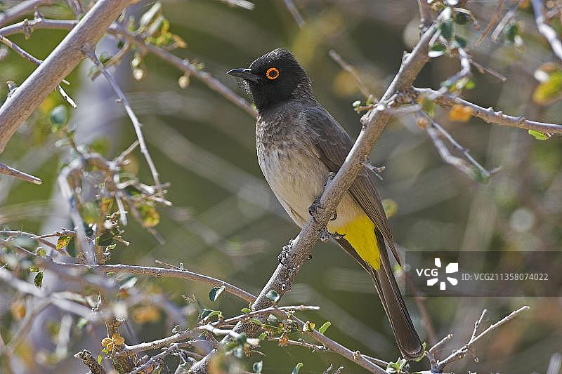 非洲红眼鹎，纳米比亚图片素材
