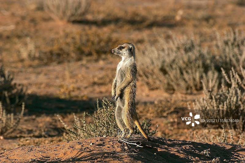 狐獴，南非卡拉哈迪跨国公园图片素材