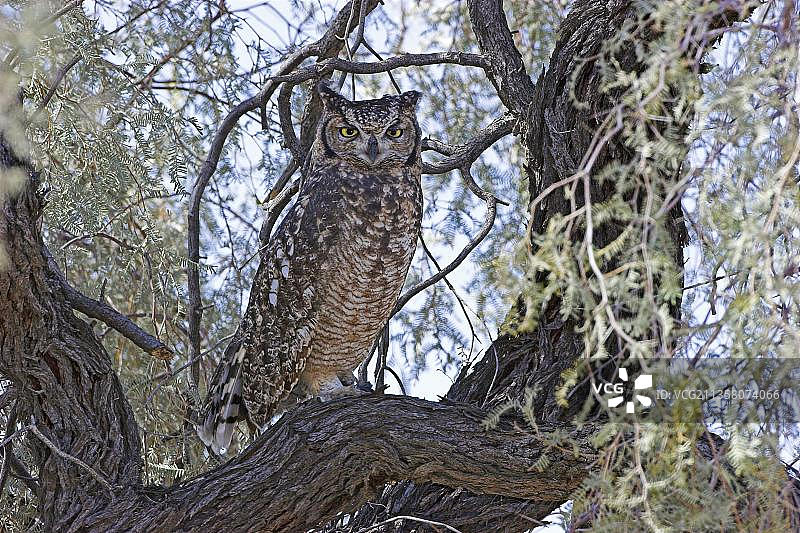 南非卡拉哈迪跨境公园的非洲雕鸮图片素材