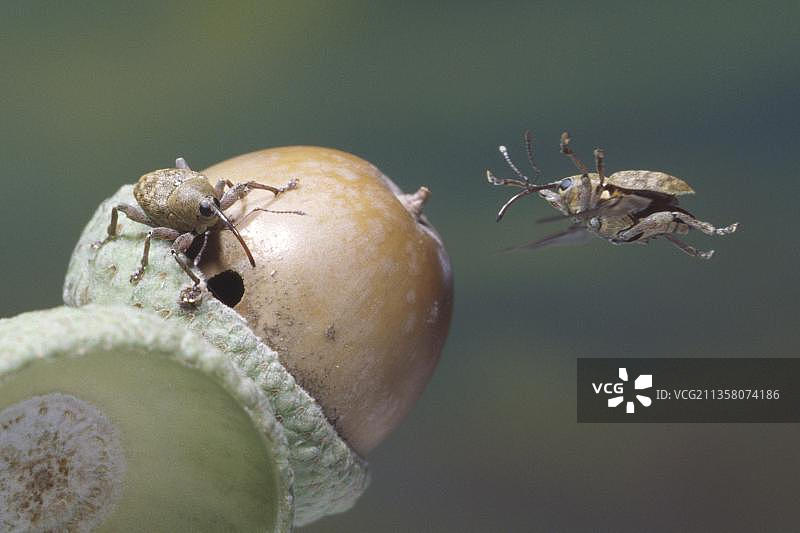 栗实象鼻虫图片素材