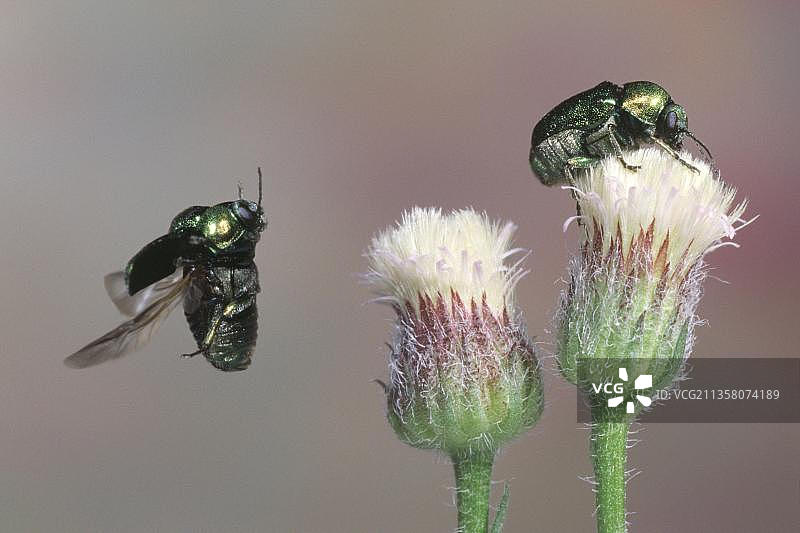 绿蓝色隐头叶甲图片素材