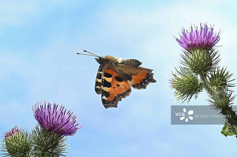 小 tortoiseshell (Aglais urticae)图片素材