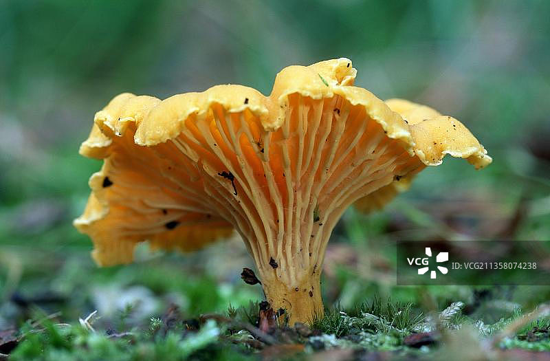 鸡油菌，比利时，欧洲图片素材