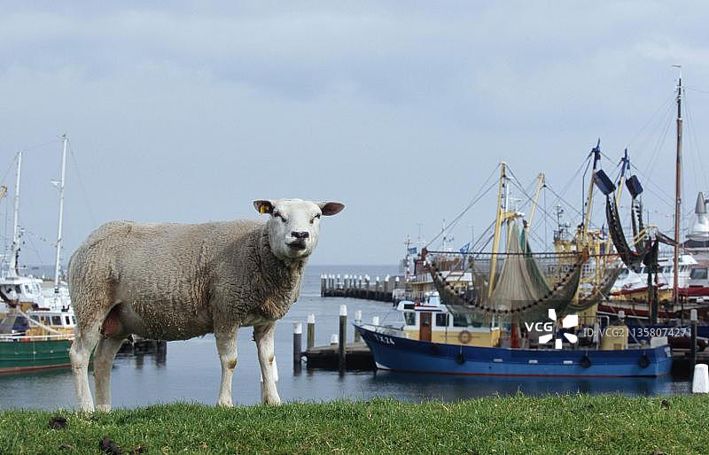 泰克塞尔岛奥德斯希尔德港口的渔民和家养绵羊，荷兰图片素材