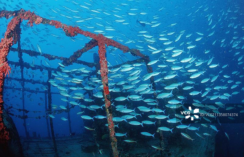 shipwreck上的黄条金梭鱼，金带金梭鱼（Caesio caerulaurea），马尔代夫，亚洲图片素材