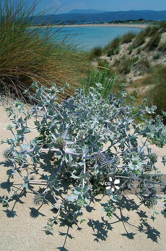 海滨刺芹图片素材