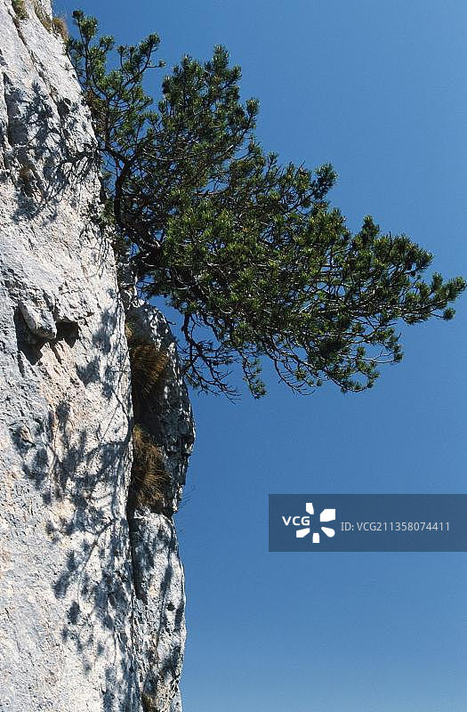 陡峭山坡上的偃松图片素材