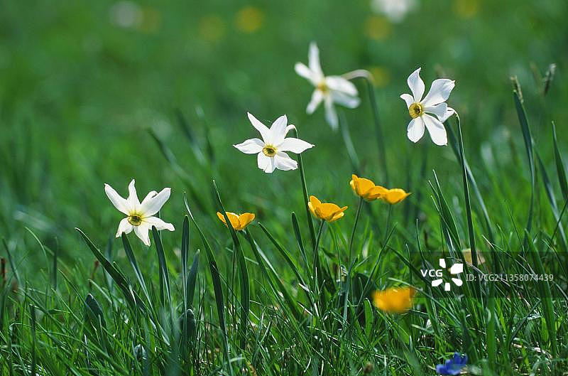 诗人水仙，意大利蒙蒂锡比里尼国家公园图片素材