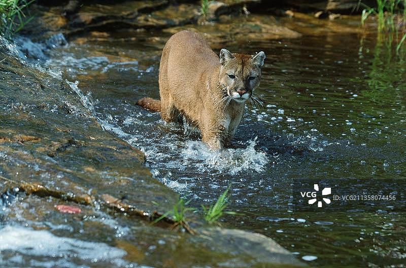 美洲狮图片素材