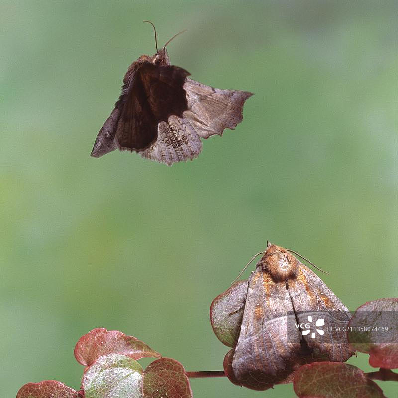 肉桂夜蛾（Scoliopteryx libatrix）图片素材