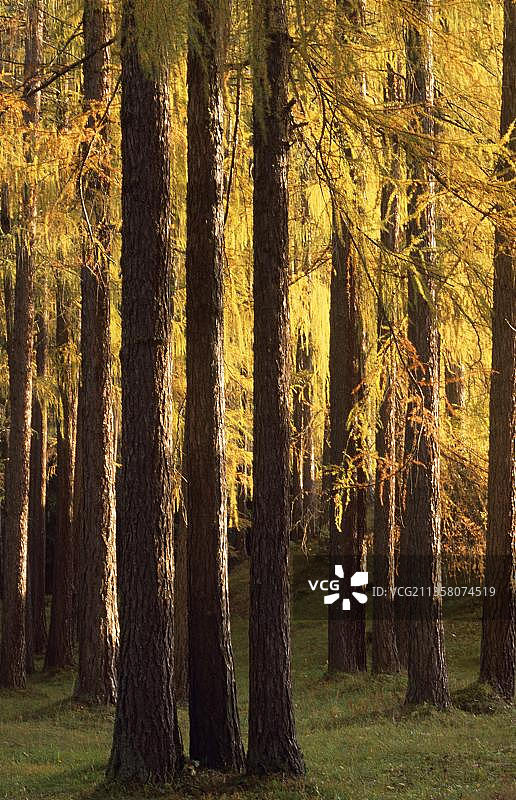 奥地利蒂罗尔：秋季欧洲落叶松图片素材