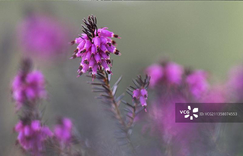 瑞士格拉纳兰的石楠花图片素材