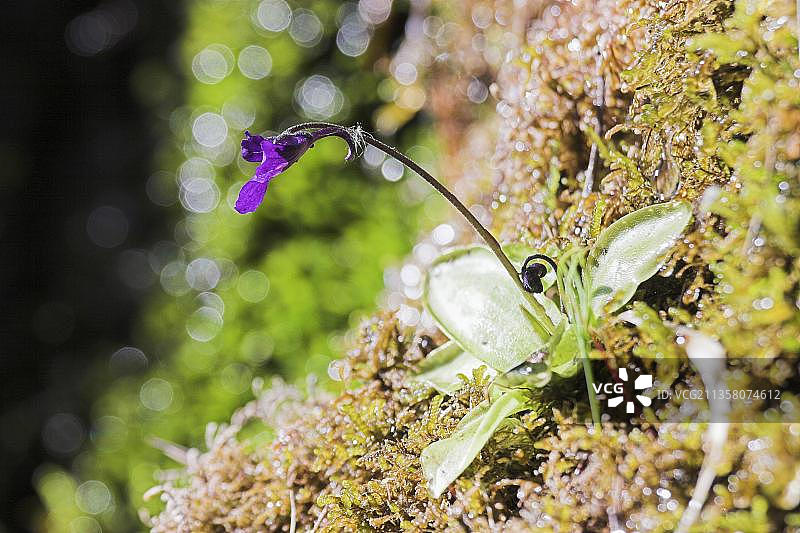 Ordesa 国家公园的 Common Butterwort图片素材