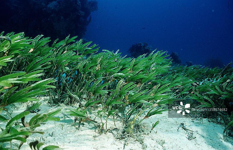 海藻，红海，埃及，非洲图片素材